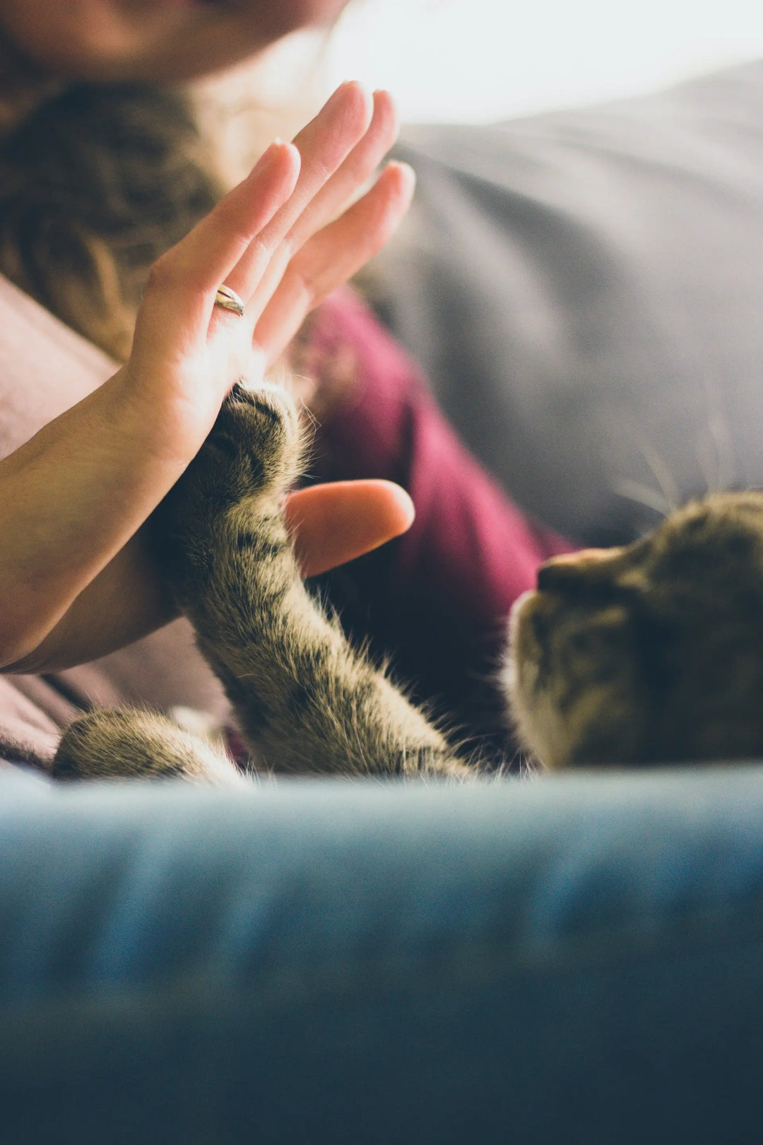 Animals-Domestic Animals-Improve-Well-Being ORBIS Lifestyle